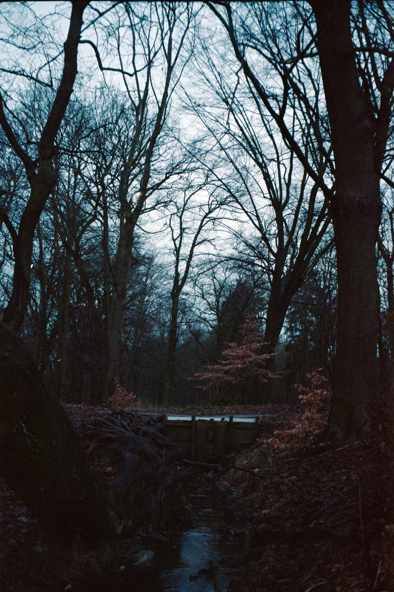 Thumbnail /2022 Brandenburg/Neu Ruppin/Bach im Wald.jpg